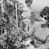 Gina Lollobrigida avait taillé la "vigne à Farinet" en 1993 à Saillon (VS) (archives).